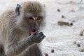 [009] animals photos